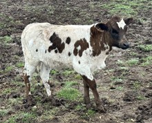 M7 Texana’s Safari 