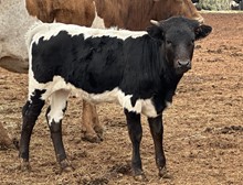 M7 Oreo’s Example