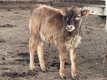 Bull calf