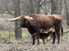 Bull calf