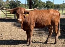 ECR Majestic Rosie 
