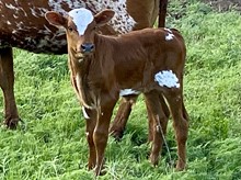 WET  FUNNY FACE II LM steer