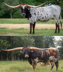 🔵🦆 Cool Hand x Whiskey