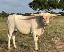 M7 Bandito Blanco