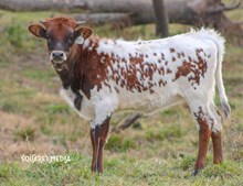 25LF Jango's Kahola Bear