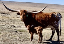 GRATE IRON X TEXANA TARI BEAST bull