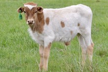 GRATE IRON X ROYAL TUFF bull