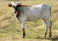 GLR SMOKIN 20G TUFF GAL