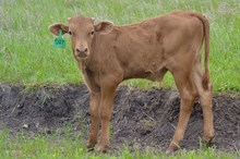 GRATE IRON X CUT N DRAG bull