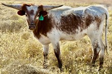 GLR CACTUS LEZAWE GAL