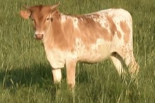 GLR TUFF SMOKIN' GAL