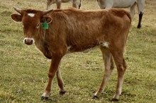 GLR PUFFETTE ROYAL GAL