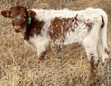 GLR CRACKED CACTUS GAL