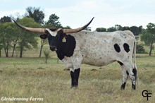 GF IRON DIXIE
