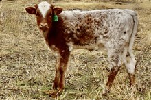 GLR 20 EAGLES ON CACTI