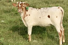 GLR 20 SMOKIN' MERMAIDS