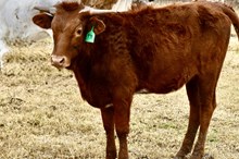 GLR GRATE SHOOTIN' GAL