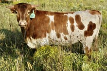 GLR SMOKIN' CRACKER GAL