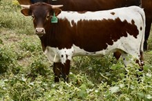 GLR SMOKIN' ROYAL GAL