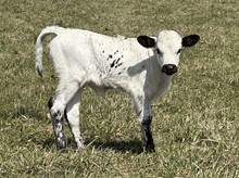 HL Jango X Bombshell Heifer