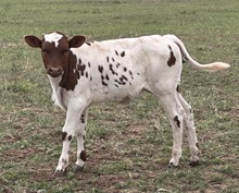 M7 Grande Texana