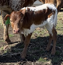 MARLBORO MAN X REAL DEAL GAL bull