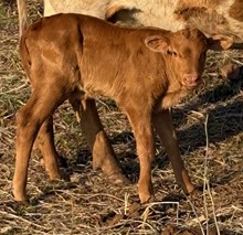 GRATE IRON X CUT N DRAG bull