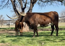 ECR MISS RODEORINCONCITA