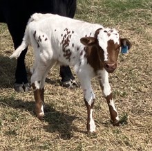 BUX 1 G42 SCHWARBOMB X GANDHI