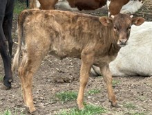Calf