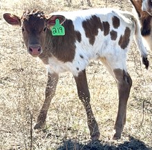 GLR FIERY DANICUT GAL