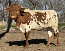 M7 Venus Beauty 