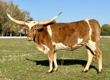 LBR Dani's Tradition