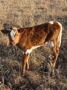 GRATE IRON X CONCEALED PHENOMENON bull
