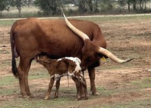 Bull calf