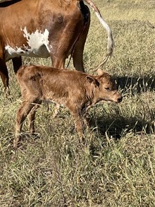 CACTUS JACK X SILVER NICKEL bull