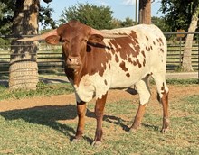 M7 Venus Beauty 