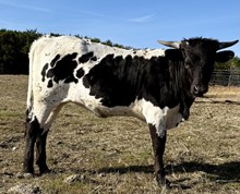  NRR Good Friday Luck