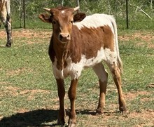 M7 Miss Rodeos Image