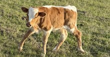 Cherry's bull calf