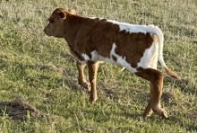 Bevely's bull calf