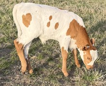 Bandit's Bull calf