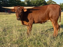 Foxy 24 Heifer