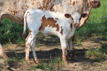 XC HEIDI X SCHWARBOMB 2025 HEIFER