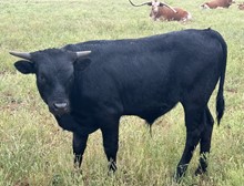 Bull Calf