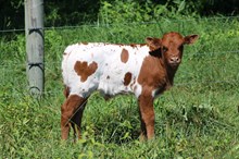 DW CONTEST WINNER X SCHWARBOMB 2025 BULL