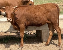 M7 Cinnamon Dani