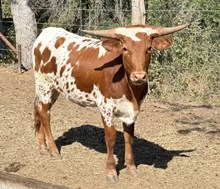 M7 Grate Alphie