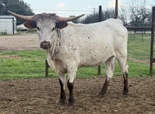 M7 Image of Sun Star