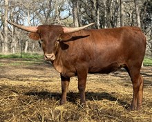 M7 Pretty Bomber’s Image 